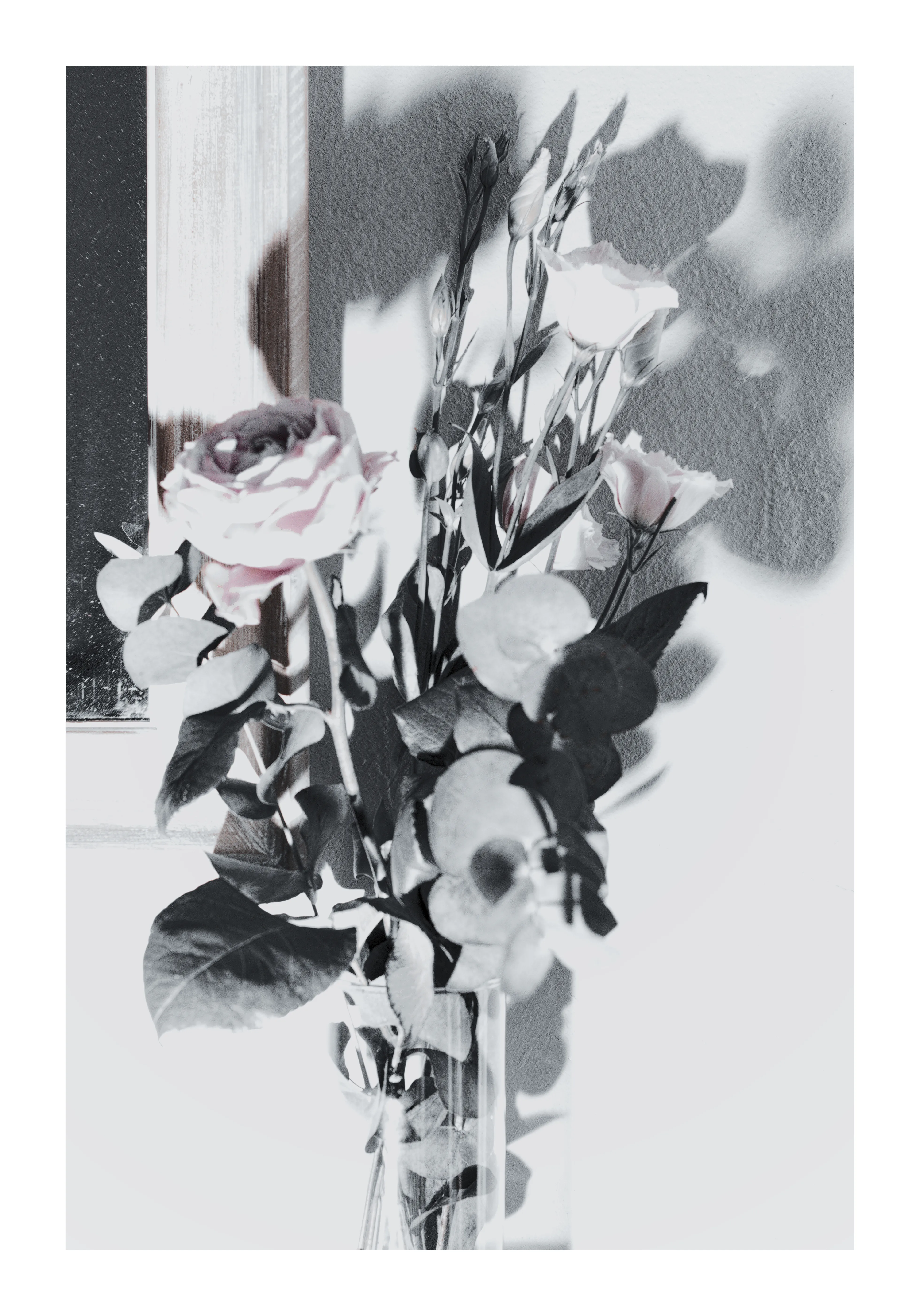 Roses à l'ancienne